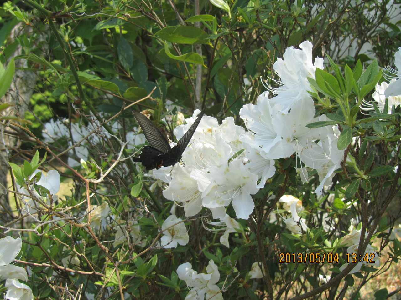 白い花に黒いアゲハ蝶が止まっています。