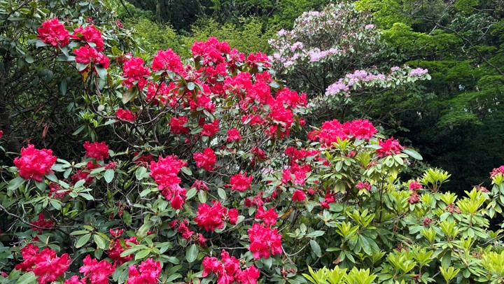 シャクナゲの可憐な花