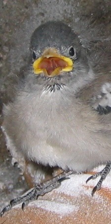 Juv. Schneesperling,     Foto T. Tschopp