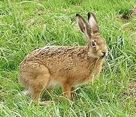 Bild des Feldhasen ( Lepus europaeus )