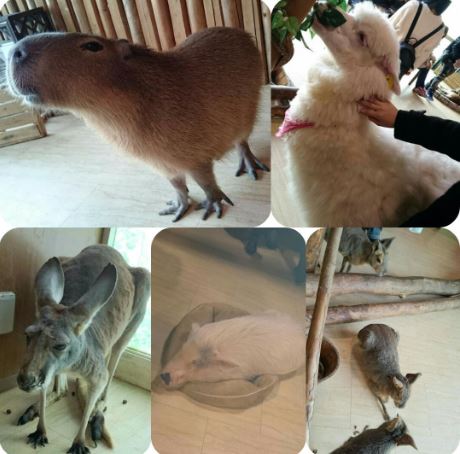 天保山アニパで動物とふれあいました 大阪市淀川区の放課後等デイサービス たいよう 天保山アニパで動物とふれあいました 大阪市淀川区の放課後等デイサービス たいよう