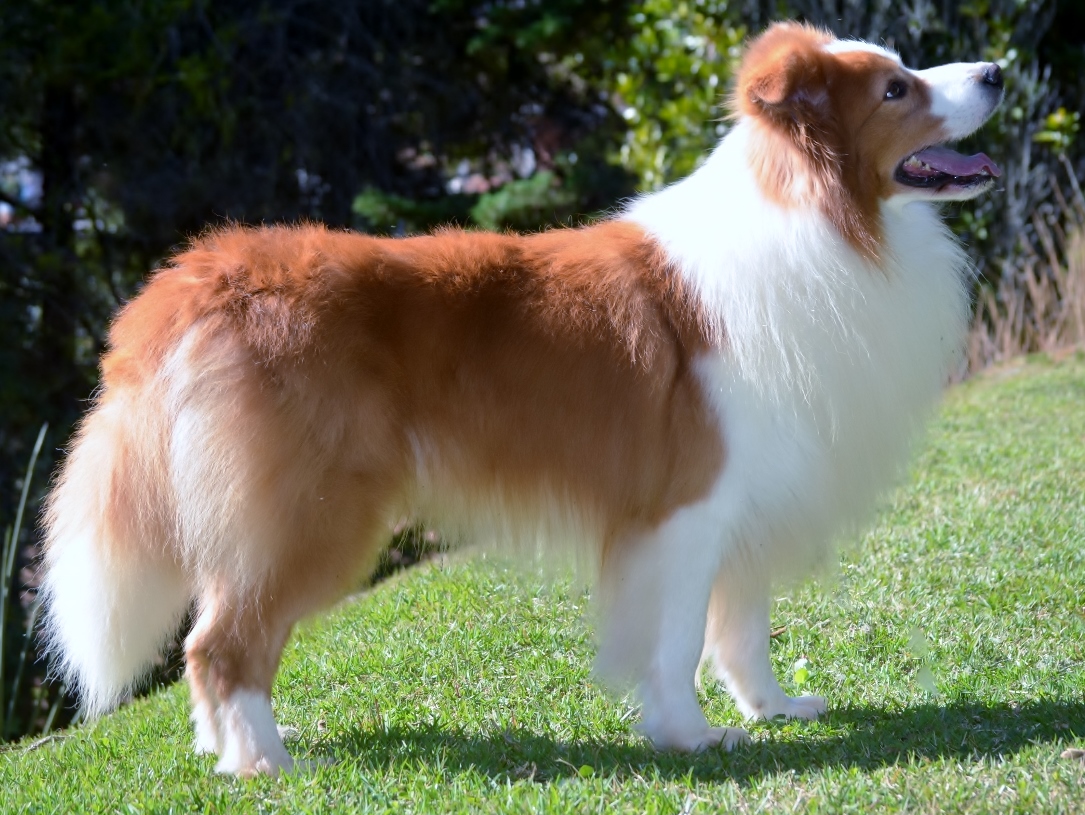 4 anos_"Calvin" Border Collie Australian Red