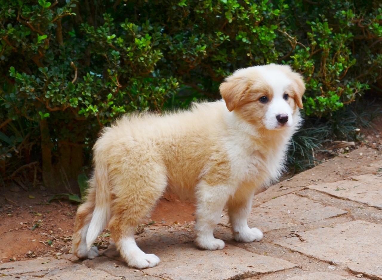 60 dias_"Calvin" Border Collie Australian Red, filho de Hi-Fi para Emporium Encrequinhas´s e Polly Cabanha da Conquista.