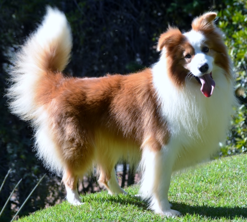 4 anos_"Calvin" Border Collie Australian Red
