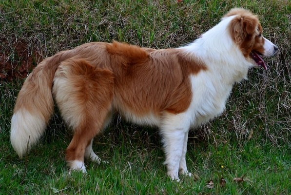 7 meses_"Calvin" Border Collie Australian Red, filho de Hi-Fi para Emporium Encrequinhas´s e Polly Cabanha da Conquista.