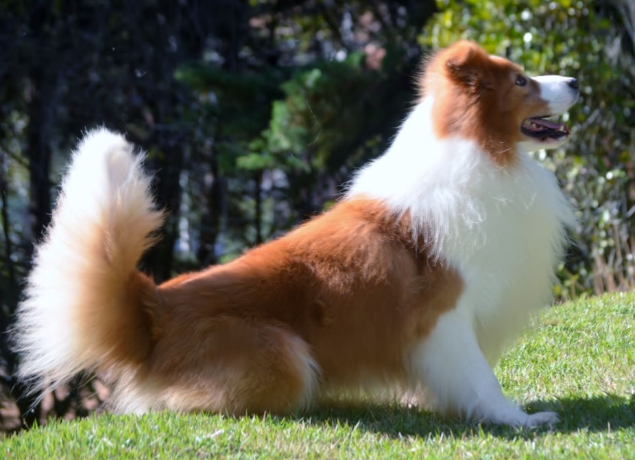 4 anos_"Calvin" Border Collie Australian Red