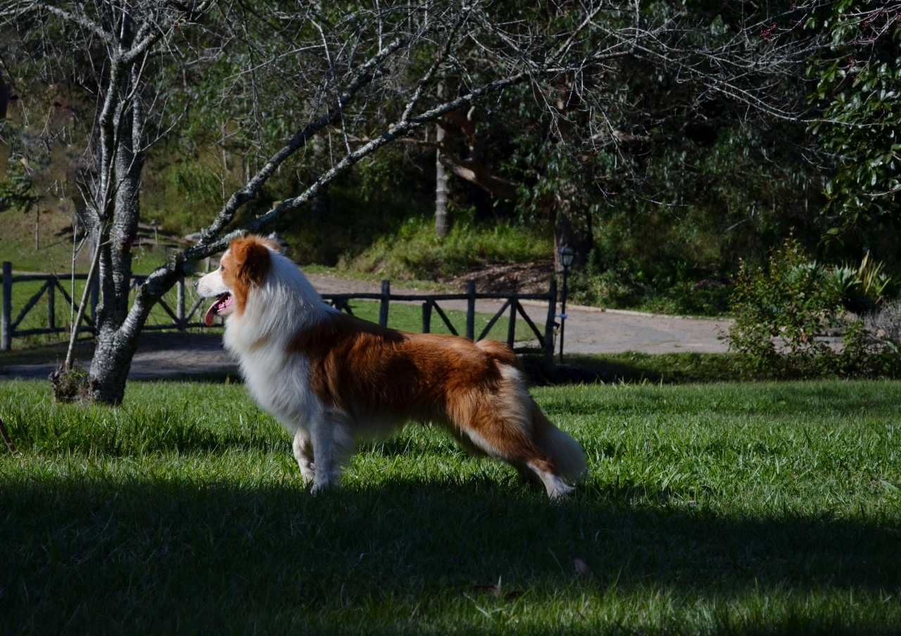 15 meses_"Calvin" Border Collie Australian Red, filho de Hi-Fi para Emporium Encrequinhas´s e Polly Cabanha da Conquista.