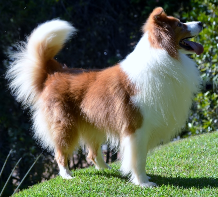 4 anos_"Calvin" Border Collie Australian Red
