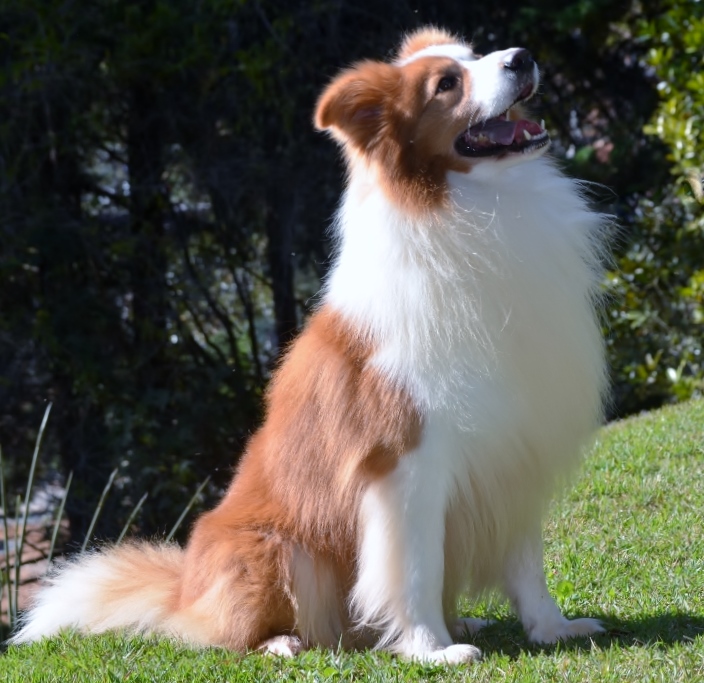 4 anos_"Calvin" Border Collie Australian Red