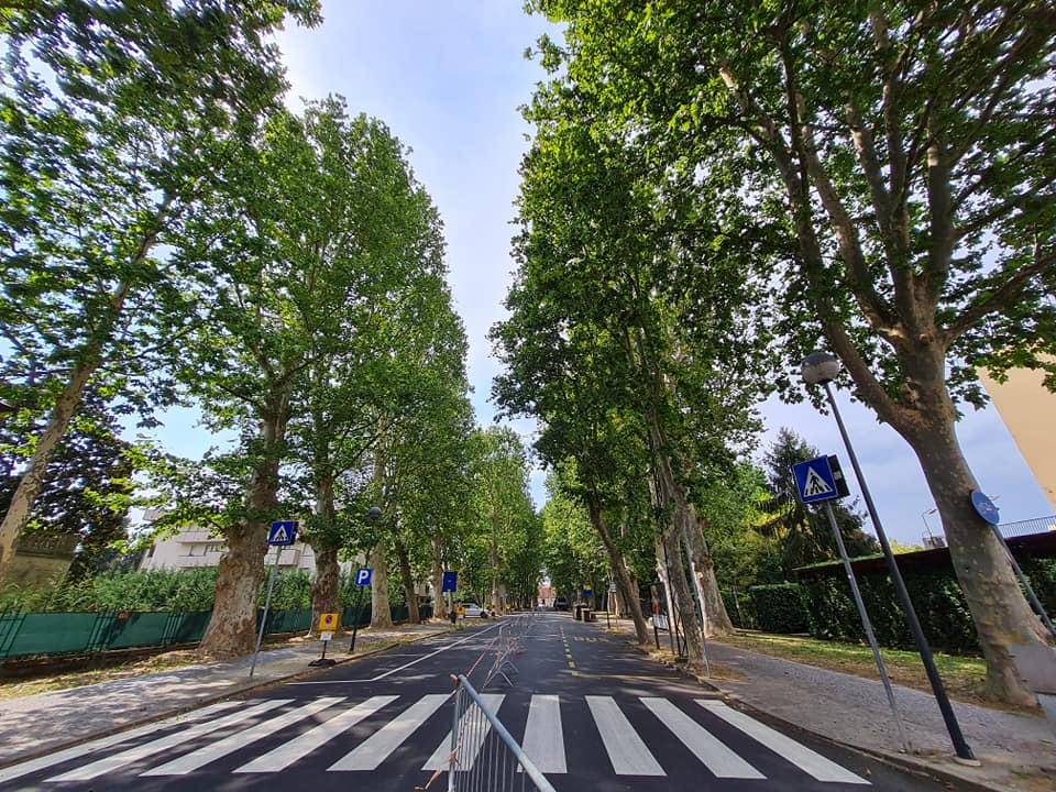 Il verde urbano e gli alberi in città