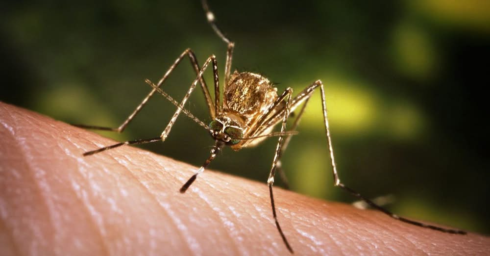 West Nile, un caso grave nel Medio Polesine