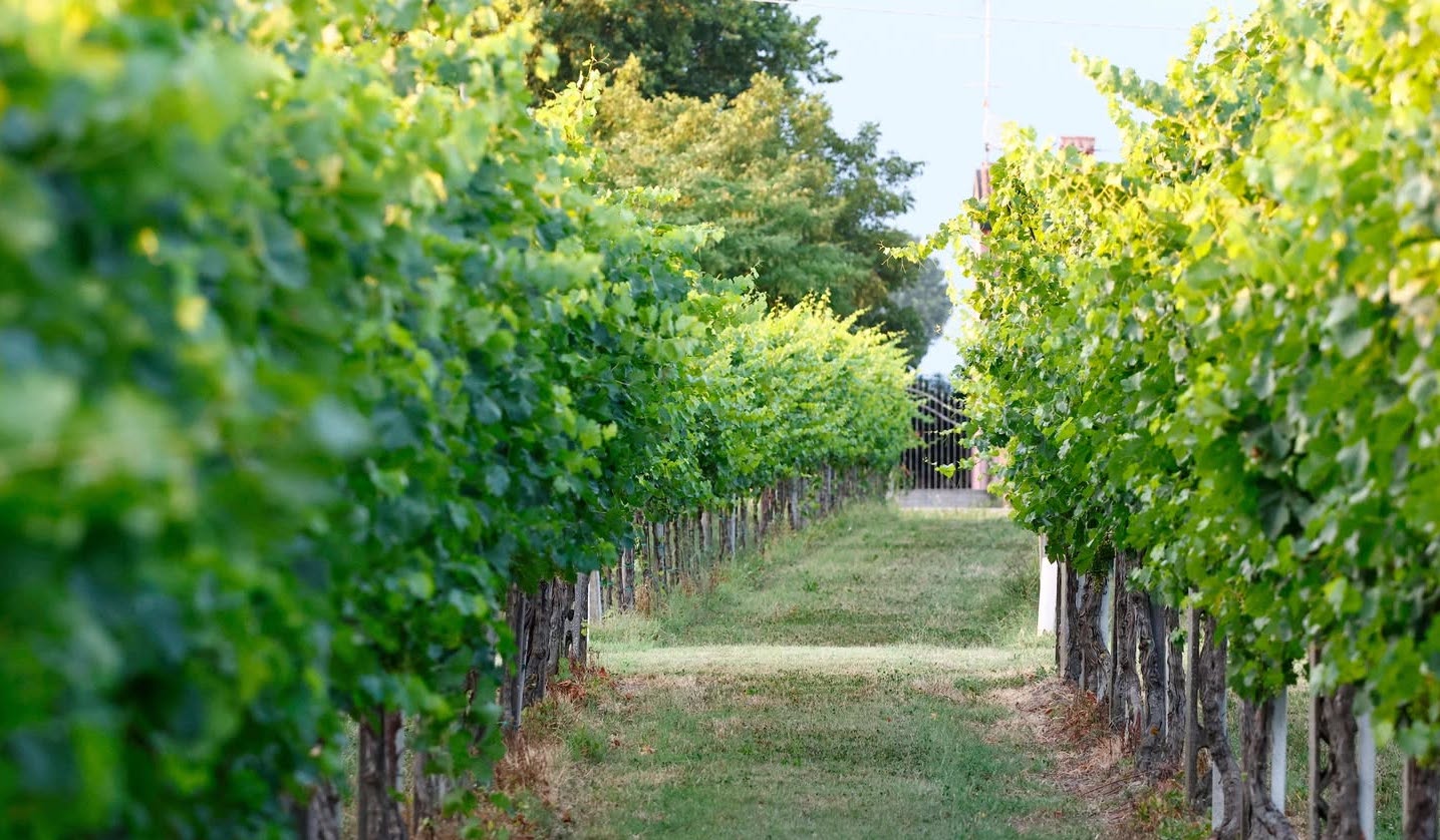 Al via la stagione 2026 dell’Azienda Vitivinicola Il Picco