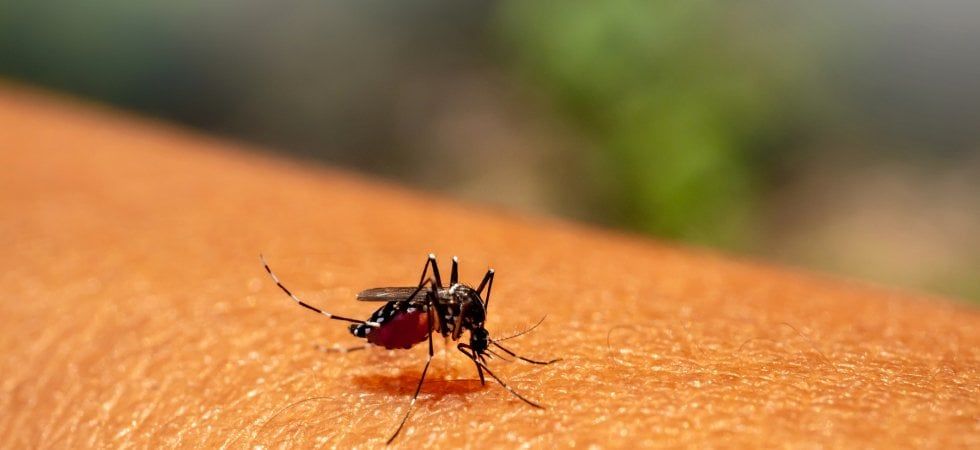 Pronto il Piano di contrasto alla proliferazione delle zanzare