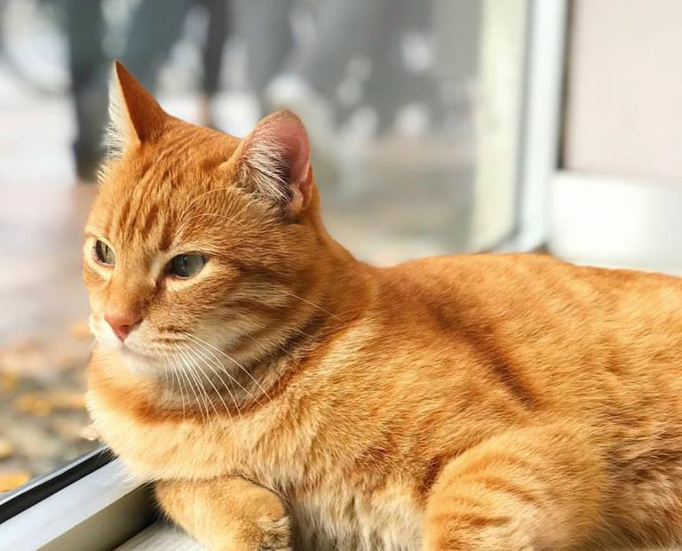Rossini il Gatto di Rovigo. Superstar sempre presente ad ogni occasione