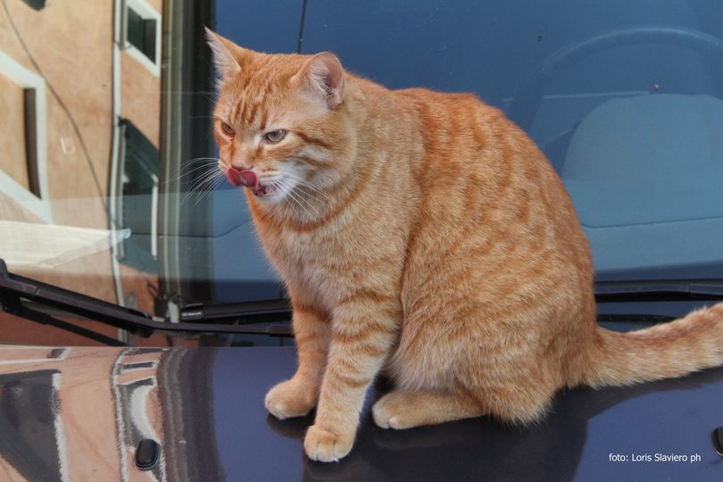 Si cerca chiarezza sull’incidente che ha coinvolto e ucciso Rossini - Gatto di Rovigo