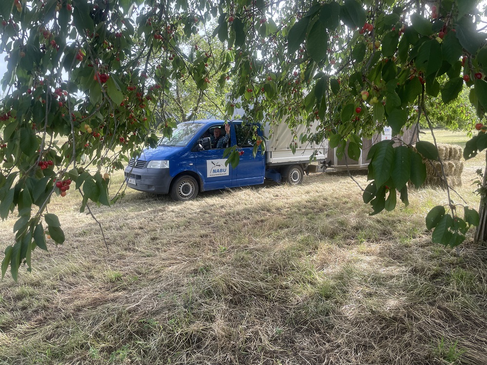 Zwischendurch locken die Kirschen.