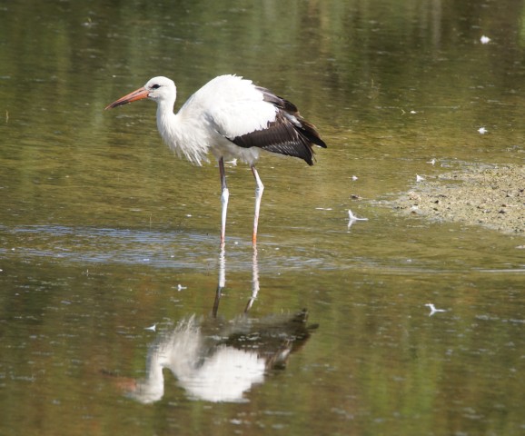 Storch Bild: Jochen Hiller