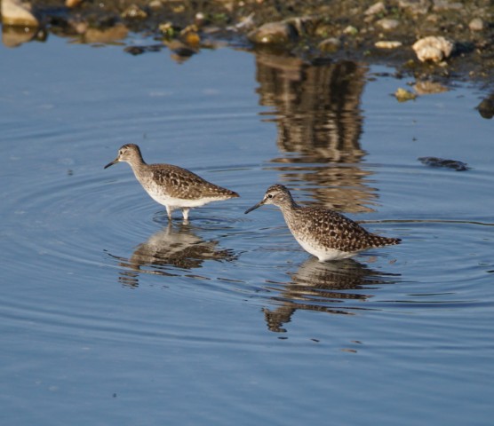 Bruchwasserläufer Bild: Jochen Hiller