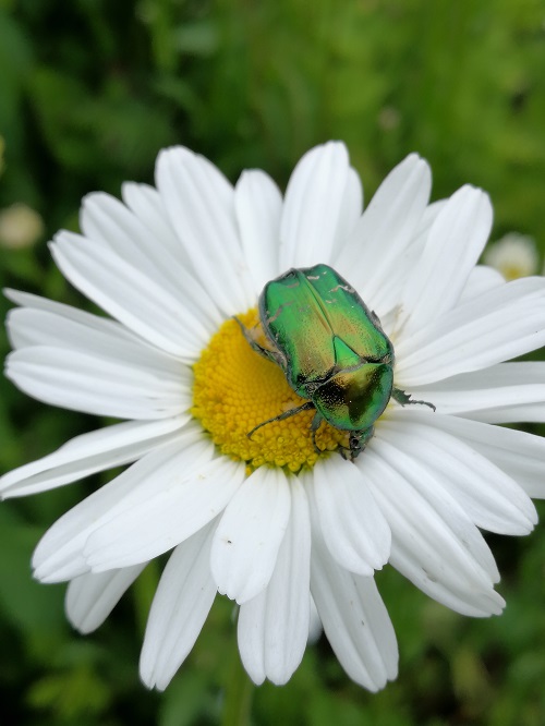 Rosenkäfer auf Margerite