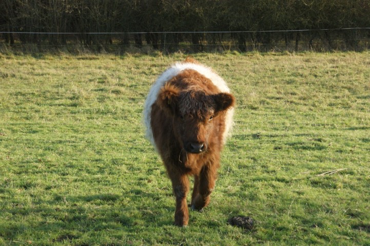 Galloway-Rinder