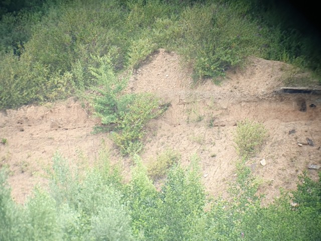 Ex-Kolonie der Uferschwalben