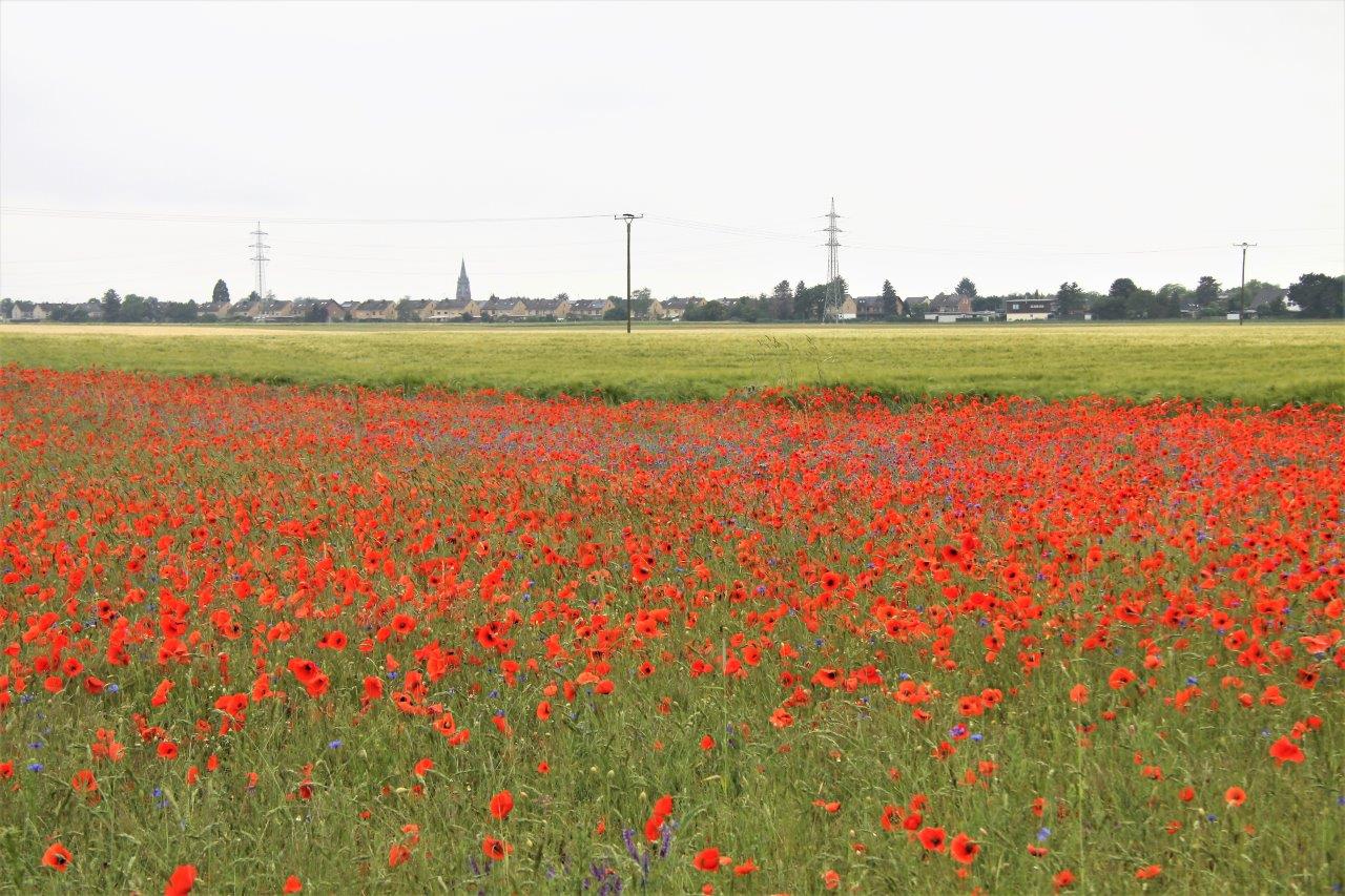 Mohnblüte Quelle: Horst Hennchen