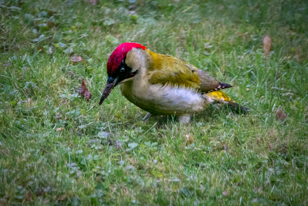 Grünspecht im Garten JENS PETERSEN PHOTOGRAPHY