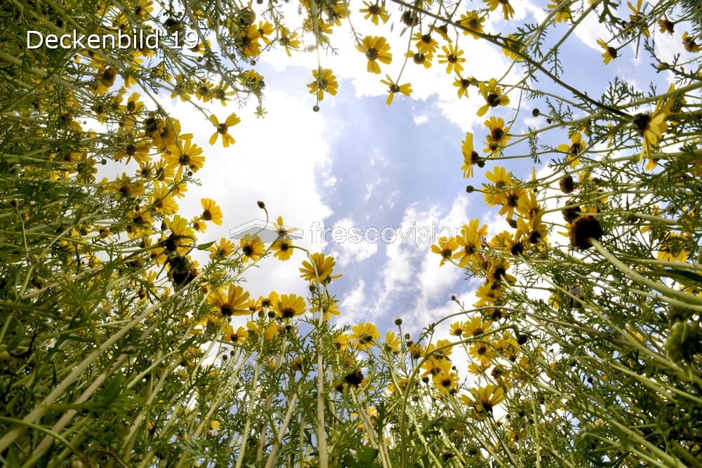Deckenbild 19 Blumenwiese