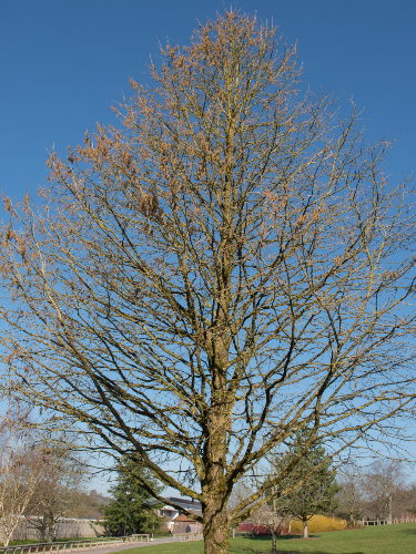 Baumhasel