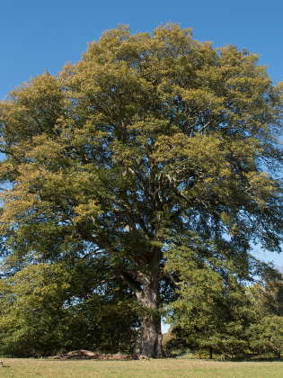 Zerreiche Baum
