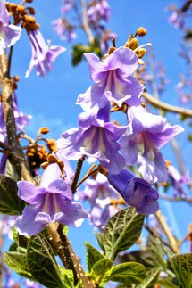 Blauglockenbaum - P. tomentosa Blüte