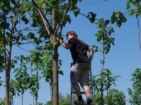 Pflege einer Paulownia