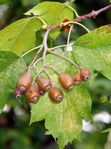 Elsbeere Forstpflanzen online kaufen ContainerQualität Paulownia