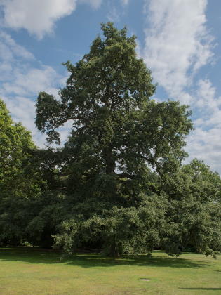 Zerreiche Baum