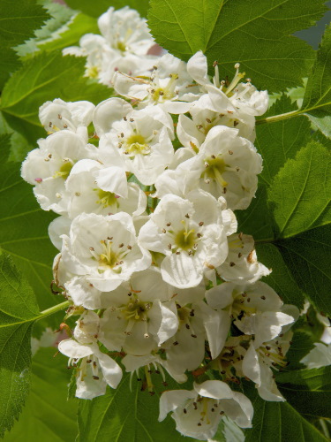 Elsbeere Forstpflanzen online kaufen | Container-Qualität - Paulownia Baumschule Schröder
