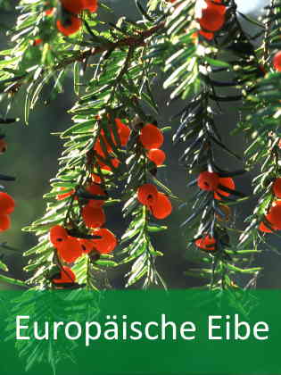 Eibe Forstpflanzen online kaufen | Container-Qualitt - Paulownia  Baumschule Schrder