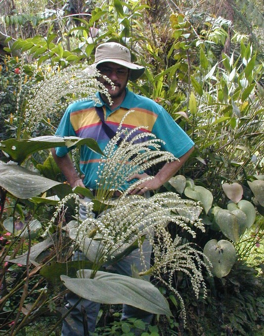 The Colombian Western Cordillera is rich in orchids, especially in pleurothallids. Here, a plant of Pleurothallis colossus flowering at "El Refugio" (picture by Juan Carlos Uribe).