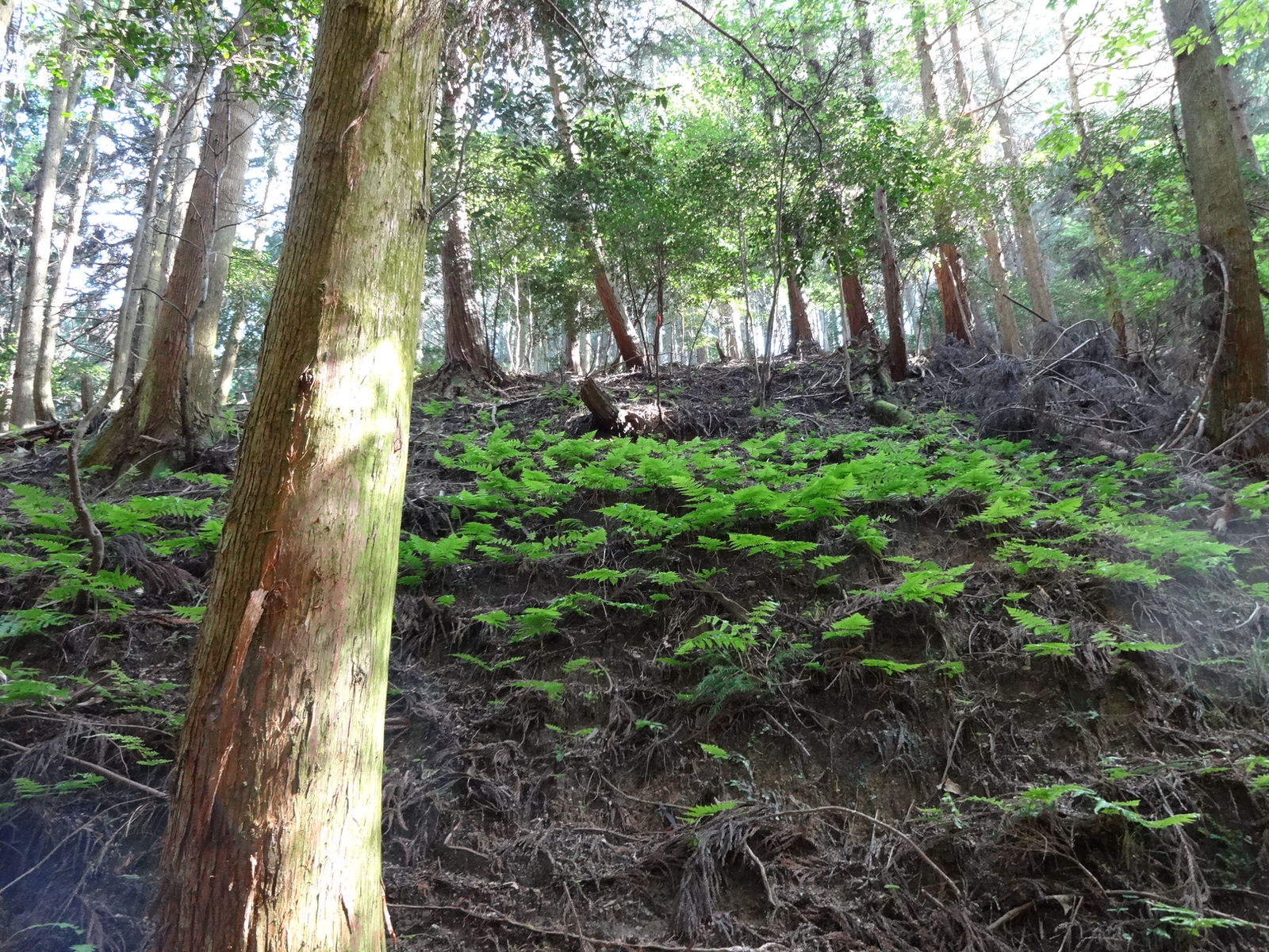 急な山肌を切り返しながら登る