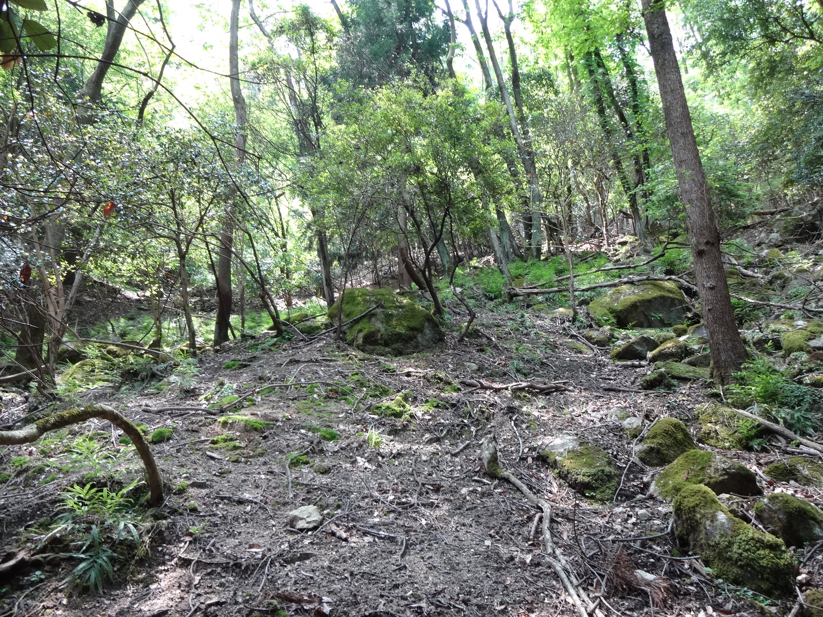 右手の苔むした石を伝って急斜面を登り