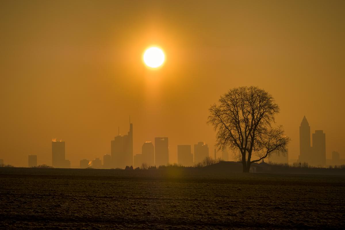 Skyline von Frankfurt mit Walnussbaum und aufgehender Sonne