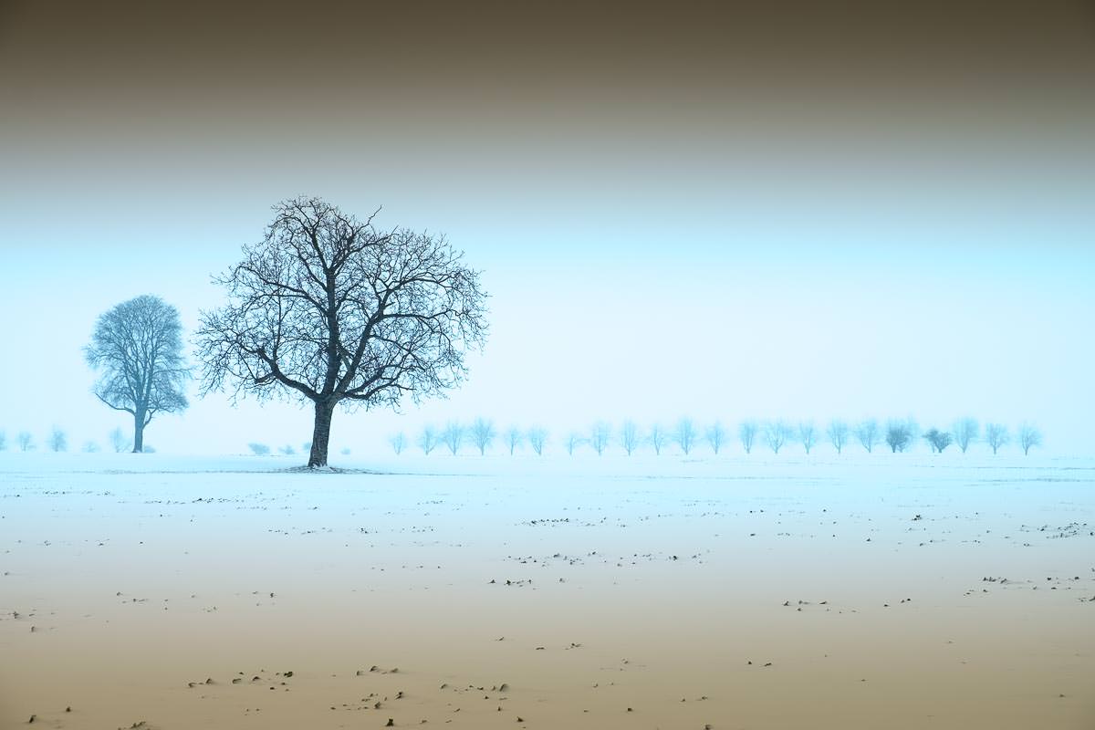 Feld im Winter bei Schneesturm mit Walnussbäumen und Allee