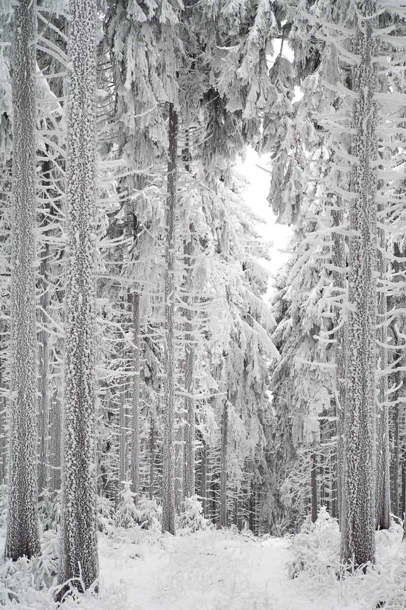 Winter auf dem kleinen Feldberg mit Raureif an den Bäumen