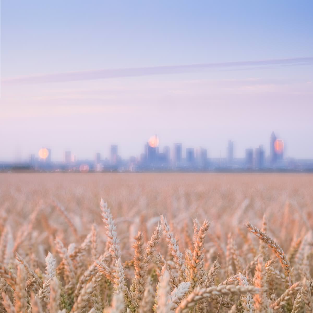 Ein Kornfeld bei Sonnenaufgang mit der Skyline von Frankfurt am Horizont