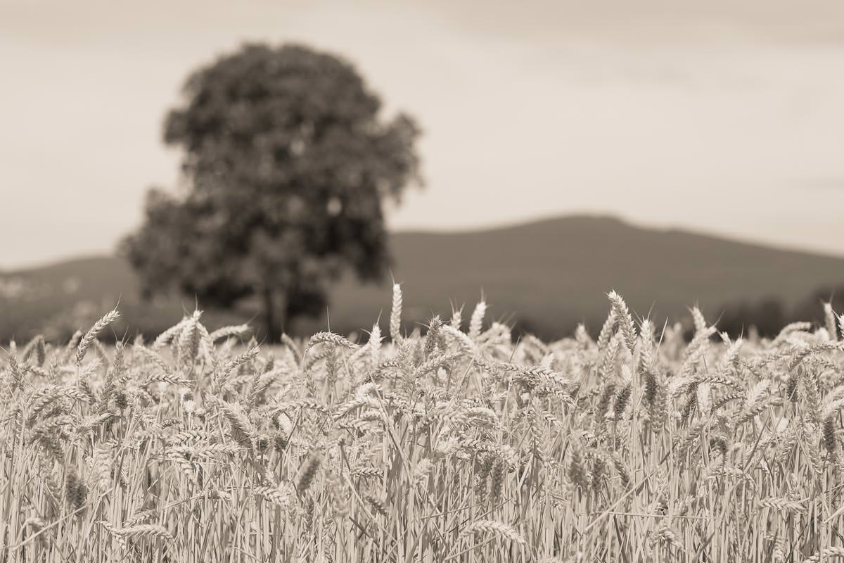 Walnussbaum im Kornfeld und der Berg Altkoenig