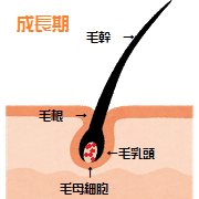 成長期