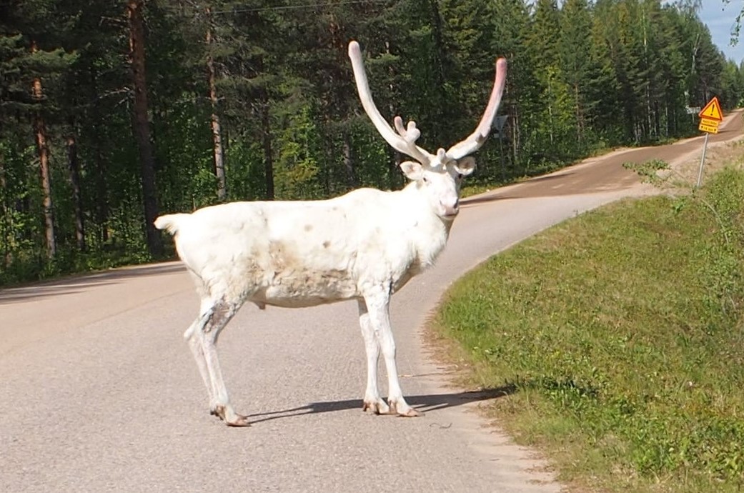 das weiße Ren verabschiedet uns aus Lappland