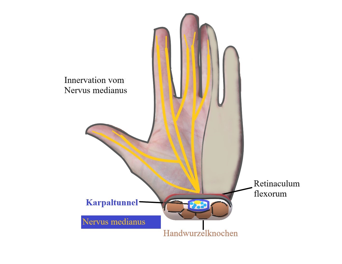Region 2 Neurogene Engpasse See Feel Treats Webseite