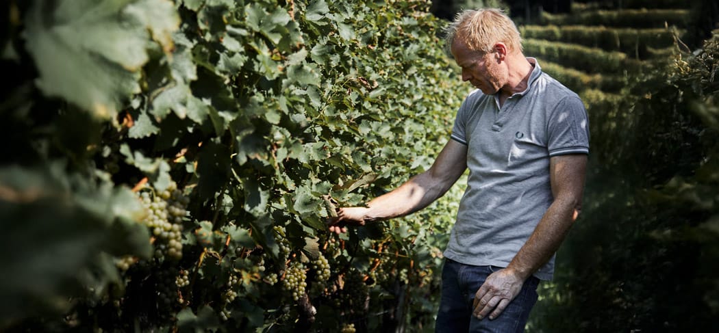 Christoph Mock, enologo e cantiniere della Tenuta Wassererhof vicino a Fiè allo Sciliar, controlla l'uva matura nei vigneti: un lavoro manuale accurato per ottenere vini altoatesini di alta qualità nella Valle Isarco.