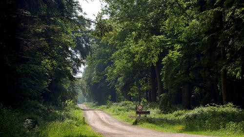 Foret de crécy