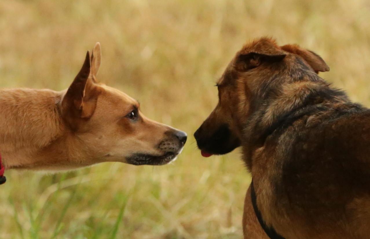 Individuelles Training für Mensch &amp; Hund Steffi s Hundeschule